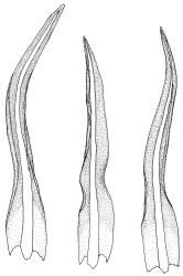 Trichostomopsis australasiae, stem leaves. Drawn from K.W. Allison 7758, CHR 570244.
 Image: R.D. Seppelt © R.D.Seppelt All rights reserved
